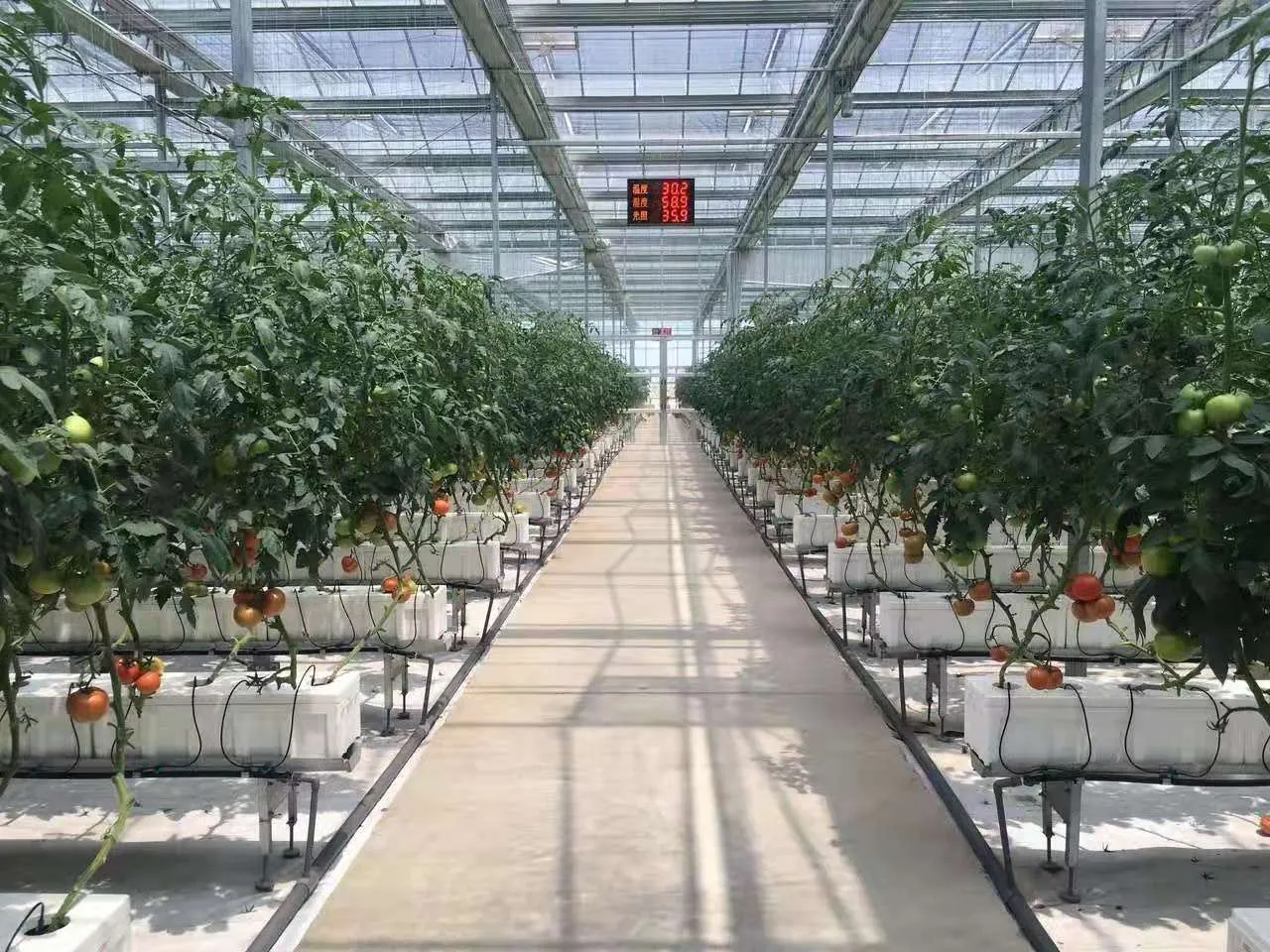 per què Expansió lenta del fruit en tomàquets