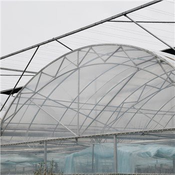 Pel·lícula Cases Verdes