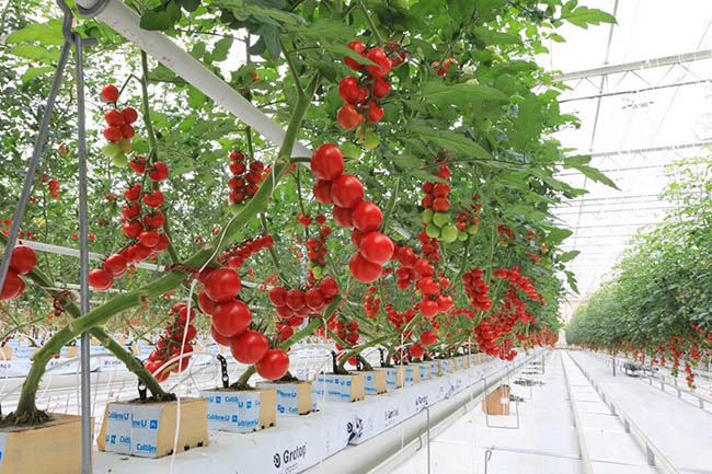 Cases Verdes Agricultura Interior