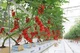 Cases Verdes Agricultura Interior
