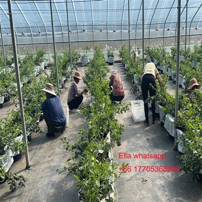 Temperatura per a les fulles per absorbir els nutrients