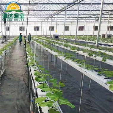Avís de plantació de cogombres