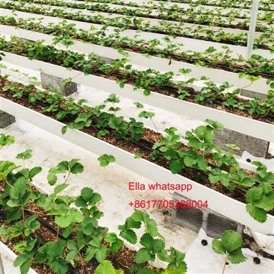 Plantació de maduixes al canal de creixement