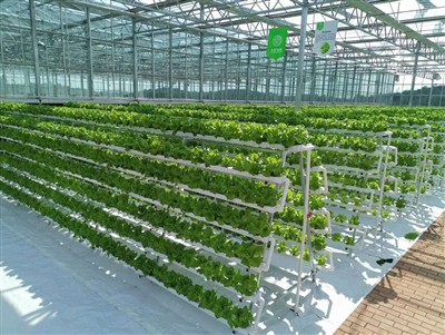 NFT Channel Indoor Agricultat