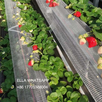 Quins fertilitzants es necessiten per a l’expansió de la fruita de maduixes?